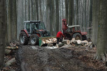 diensten aangeboden door Goris Bosbeheer