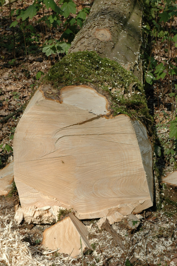 keurmeester