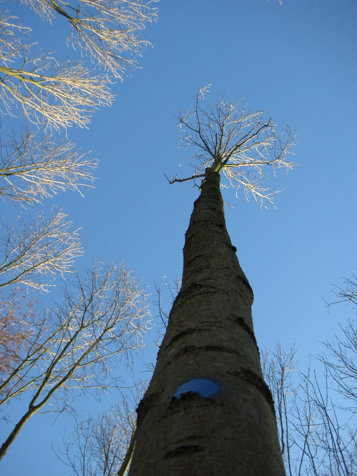 toekomstboom